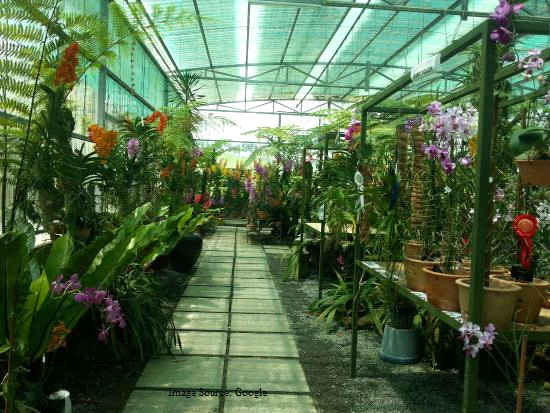 Sarawak Orchid Garden